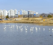 천연기념물 노랑부리저어새 순천 도심에서 먹이활동