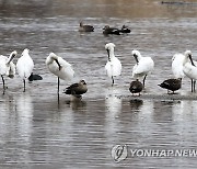 영산강 찾은 겨울 진객 노랑부리저어새