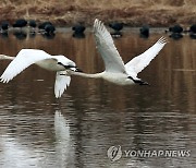 날아오르는 백조