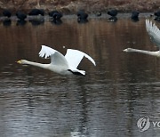 날아오르는 백조