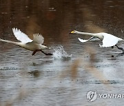 백조의 도약