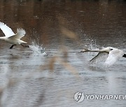 백조의 도약