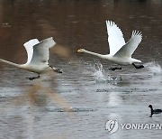 백조의 힘찬 도약