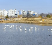 순천 도심서 멸종위기종 노랑부리저어새 관찰…드문 일