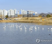 순천 도심서 멸종위기종 노랑부리저어새 관찰