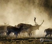 DENMARK ANIMALS