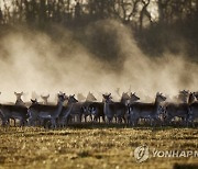 DENMARK ANIMALS