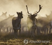 DENMARK ANIMALS