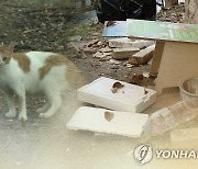 "길고양이 학대하려 끈끈이덫 설치한 듯"…인천서 의심 신고