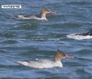 남한강서 희귀조류 잇단 포착…“서식지 환경 적합”