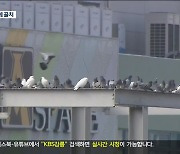 원주 도심 비둘기떼 ‘골치’…상인들 ‘울상’