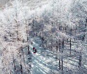 순록의 뿔처럼, 바다의 산호처럼… 마법 같은 은세계의 유혹