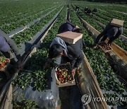 MIDEAST PALESTINIAN AGRICULTURE STRAWBERRY EXPORT