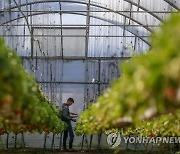 MIDEAST PALESTINIAN AGRICULTURE STRAWBERRY EXPORT