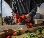 MIDEAST PALESTINIAN AGRICULTURE STRAWBERRY EXPORT