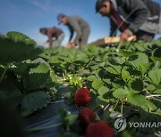 MIDEAST PALESTINIAN AGRICULTURE STRAWBERRY EXPORT