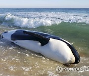 Beached Whale Florida