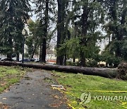 California Storms Sacramento Trees