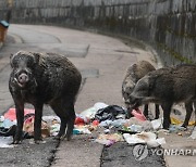 CHINA HONG KONG WILD BOARS