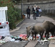 CHINA HONG KONG WILD BOARS