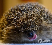 Germany Weather Hedgehog