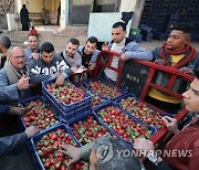 EGYPT AGRICULTURE STRAWBERRIES