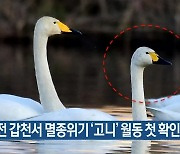 대전 갑천서 멸종위기 ‘고니’ 월동 첫 확인