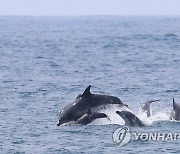 생태법인 도입 논의 제주서 본격 시작…"인류 전체의 이익"