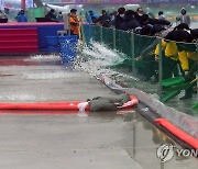 화천산천어축제 빗물 제거...14일 정상운영