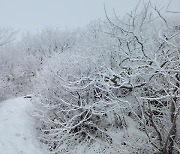 '향로봉 15.3㎝' 강원 산간 대설경보, 무거운 습설 조심…서울도 밤부터 눈