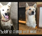 이효리X인숙, 개농장 구조견 '빼꼼이' 미소에 '눈물'[캐나다 체크인]