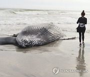 Offshore Wind-Dead Whales