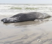 Offshore Wind-Dead Whales