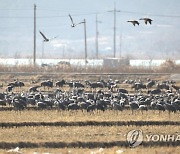 낙곡 먹는 흑두루미