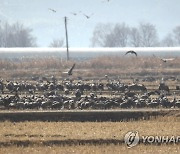 낙곡 먹는 흑두루미