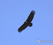 순천만 대대뜰 상공 가르는 독수리