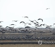 날아오르는 흑두루미