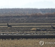 '멸종위기 2급' 흑두루미와 독수리의 동거