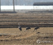 낙곡 먹는 흑두루미