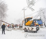 폭설에 부러진 소나무