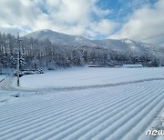 설국으로 변한 강릉