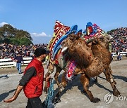 TURKEY PHOTO SET TRADITION CAMEL WRESTLING