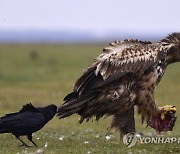 HUNGARY ANIMALS