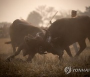 India Buffalo Fight