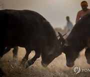 India Buffalo Fight