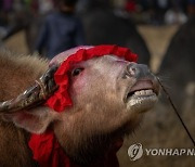 India Buffalo Fight