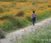 [하루만보]서울의 다양한 풍경 즐기는 안양천-한강-선유도길