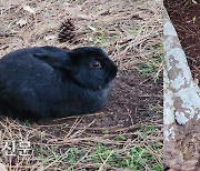 귀여워도 어쩔 수가 없다, 제주 ‘토끼떼들’