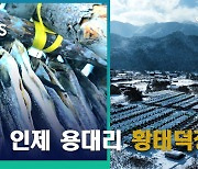 [영상토크] 눈 덮인 황태덕장 장관…황태는 맛있어지는 중