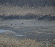 '성업중'인 낙동강 독수리식당... 또 못 볼까 두렵다